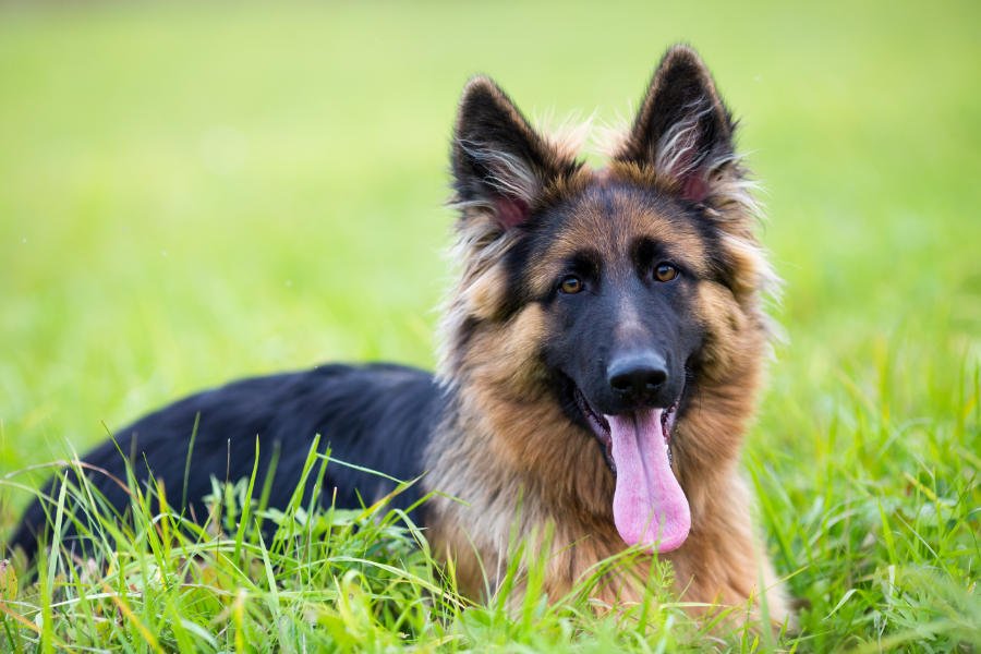 Top 10 Dog Breeds in Nigeria and Prices Glass Suite